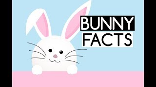 10 Fun Facts about Animal Rabbits or Bunnies for Kids