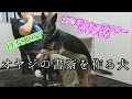 【ジャーマンシェパード】劇的ビフォーアフター！オヤジの書斎を作る犬【German Shepherd Dog】A Dog Turning the Room into an Office