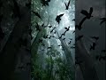 Naturaleza salvaje...#shortvideo