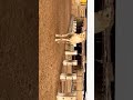 Afridi Cattle Farm