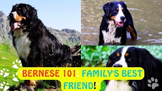 'Bernese Mountain Dog: The Family's Gentle Giant | Breed Facts, Puppy Care, & Training Tips #bernese