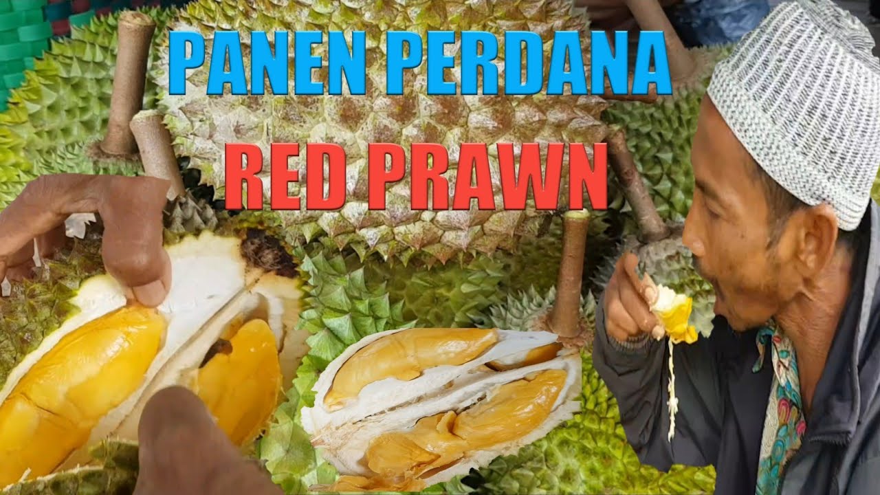 UNBOXING DURIAN UDANG MERAH PERDANA DI LOMBOK NTB