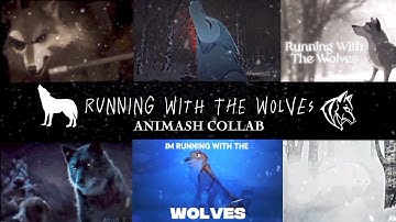 ° Running With The Wolves ° | Animash Collab❄️🐺