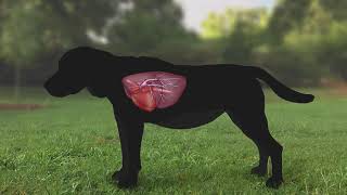 Heartworm Life Cycle for Pet Owners