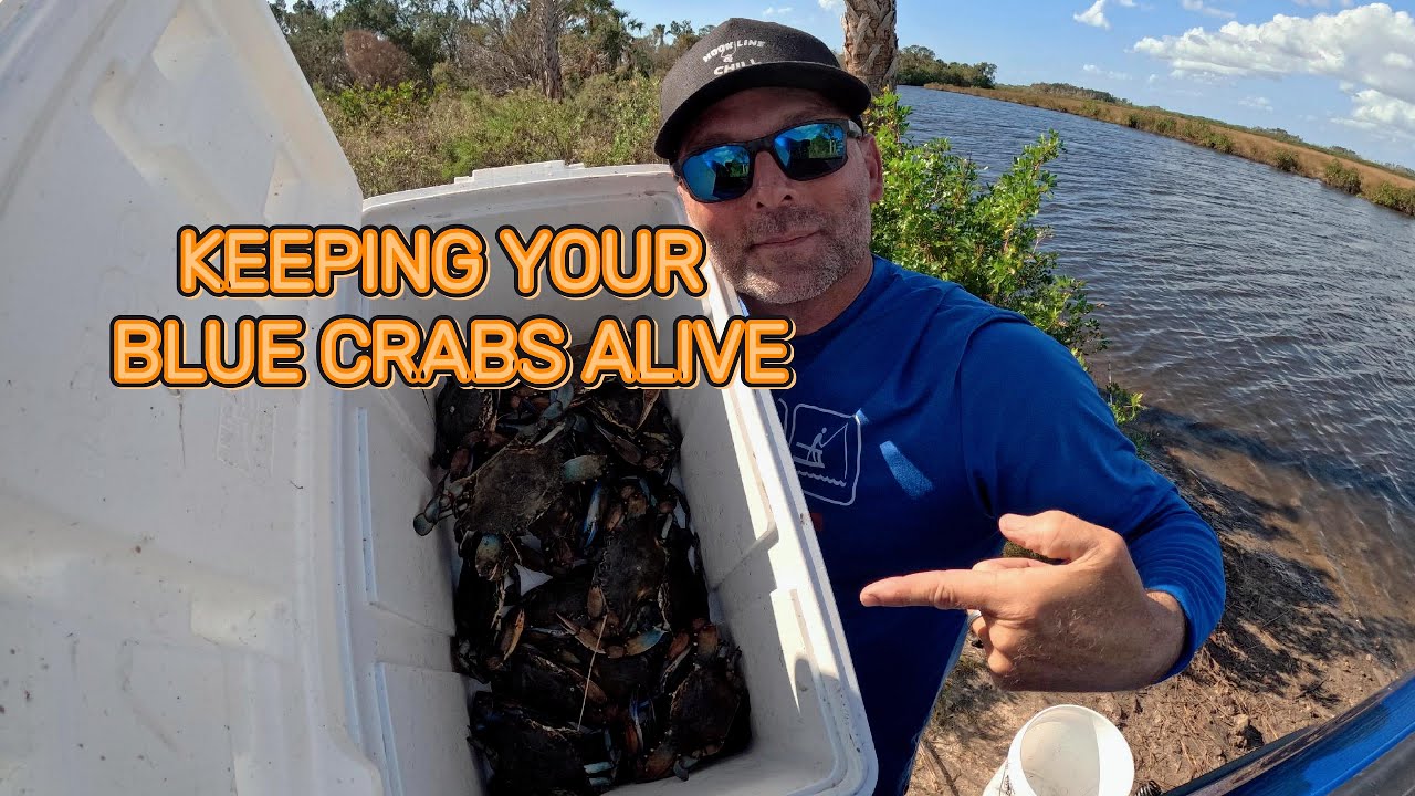 BEST WAY KEEPING BLUE CRAB ALIVE!!!