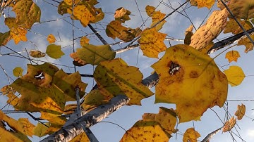 Birch trees animation, Blender eevee