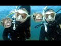 Diver Finds A Friendly Pufferfish