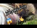 شاهد طريقة تربيه جراء الذئب 🐺🐺الرمادي الاصيله