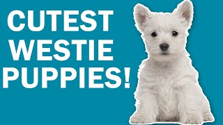 Westie Puppies Play While Mom Looks for Squirrel /West Highland White Terrior AnimalCutenessOverload