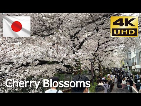 【満開の桜】🌸  中目黒の桜並木① 🌸【Cherry Blossoms】