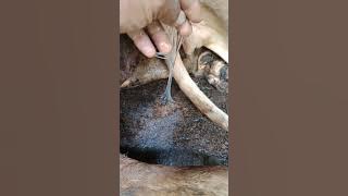 deteksi birahi pada sapi..