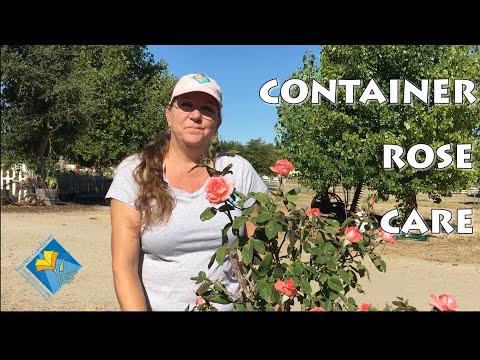Vidéo: Knock Out Rose Container Growing - Prendre soin des conteneurs Knock Out Roses