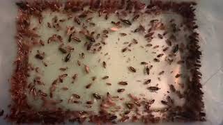 Breeding red runners