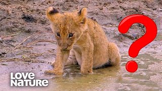 What happened to the 'Misfit' Lion Cub? | Love Nature