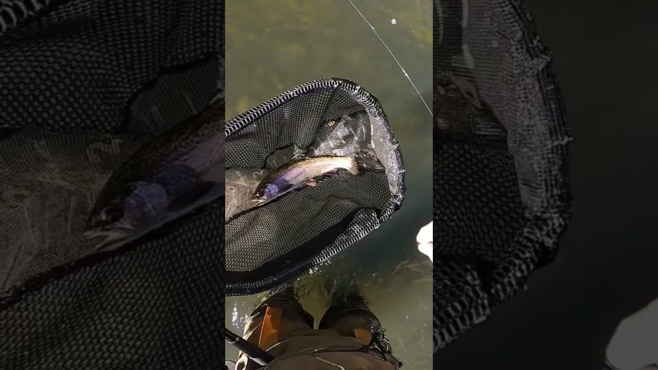 The old woolly bugger still got it 