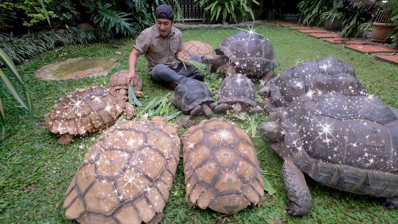 PENGEJAR4N PENCULIK SULCATA !! - YouTube