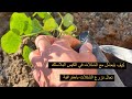 باحترافية ومثالية تعالوا نزرع التشتلات الموجودة بكيس بلاستيكي