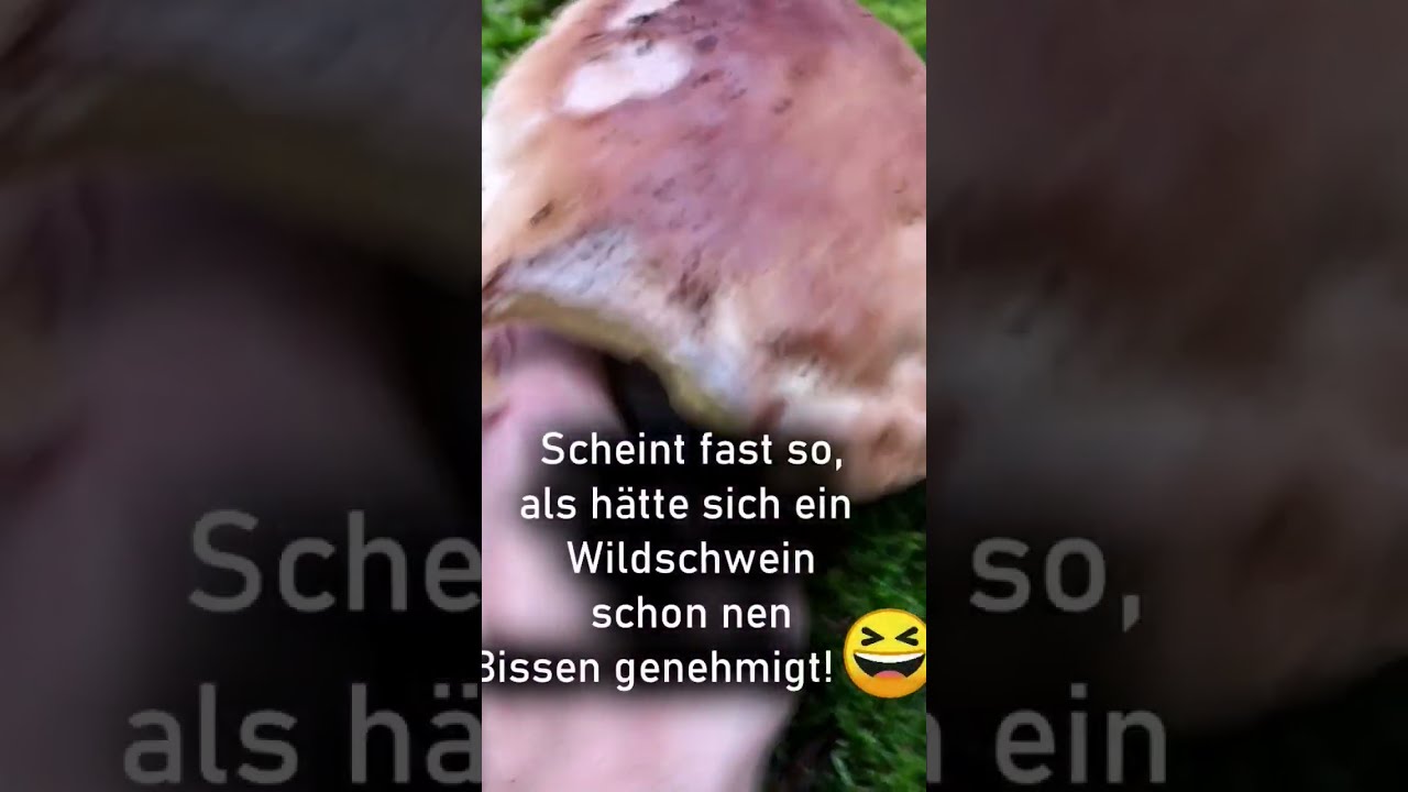 Steinpilz Koloss! | Kerniger STEINI 🍄💪 