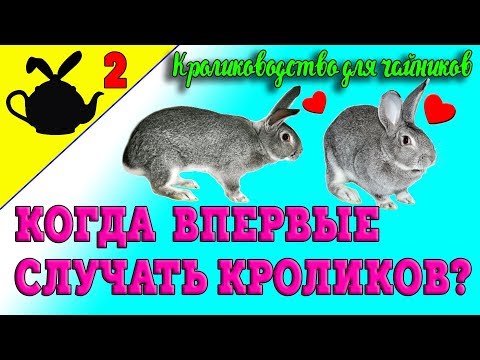 КОГДА ПЕРВЫЙ РАЗ СЛУЧАТЬ КРОЛИКОВ? / Кролиководство для чайников 2 (16+)