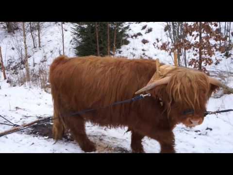 Ox logging using a single yoke Highland cattle 2017 02 15