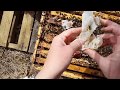 Tortas de polen- Alimentación proteica a las abejas