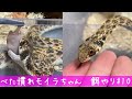 モイラヘビ の餌やり、捕食#10〜引きずり回す〜【毒蛇飼育】♦️false cobra Snake feeding #10