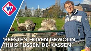 Download Lagu Na tien jaar 'verbanning' is deze alpacafokker samen met zijn alpaca's terug in het Westland MP3