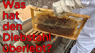 Hat die Königin überlebt? - Erste Durchsicht nach der Zerstörung #bienen #imkern