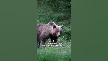 Brown Bear | The Top Predators in Their Ecosystem
