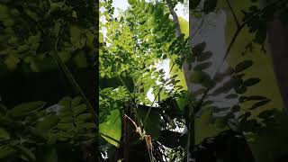 Beautiful Nature&#39;s #subscribe #nature