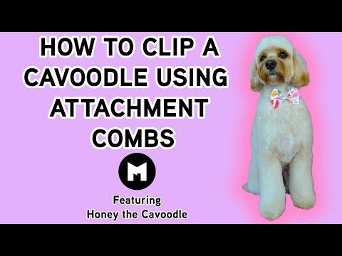 How to clip a cavoodle using snap on attachment combs