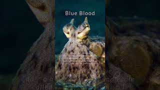 🐙 Octopus Fun Fact: Blue Blood #Octopus #Funfact #Octopusfacts
