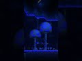 вайб грибов #memec #terraria #terrariaost #games #reddit #майнкрафт #stintik #террария
