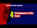 4. Development of the heart