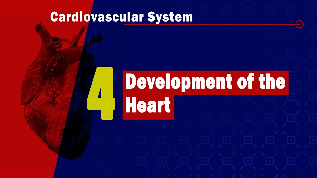 𝟒. 𝐃𝐞𝐯𝐞𝐥𝐨𝐩𝐦𝐞𝐧𝐭 𝐨𝐟 𝐭𝐡𝐞 𝐡𝐞𝐚𝐫𝐭 𝐚𝐧𝐝 𝐢𝐭𝐬 𝐜𝐨𝐧𝐠𝐞𝐧𝐢𝐭𝐚𝐥 𝐚𝐧𝐨𝐦𝐚𝐥𝐢𝐞𝐬 🧡🧬🫀 (تطور القلب)