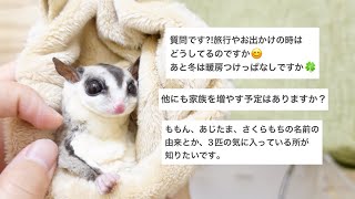 【初めての質問コーナー】皆さんからの質問に飼い主が答えました。 by どてつアニマルちゃんねる。 4,000 views 1 year ago 8 minutes, 18 seconds