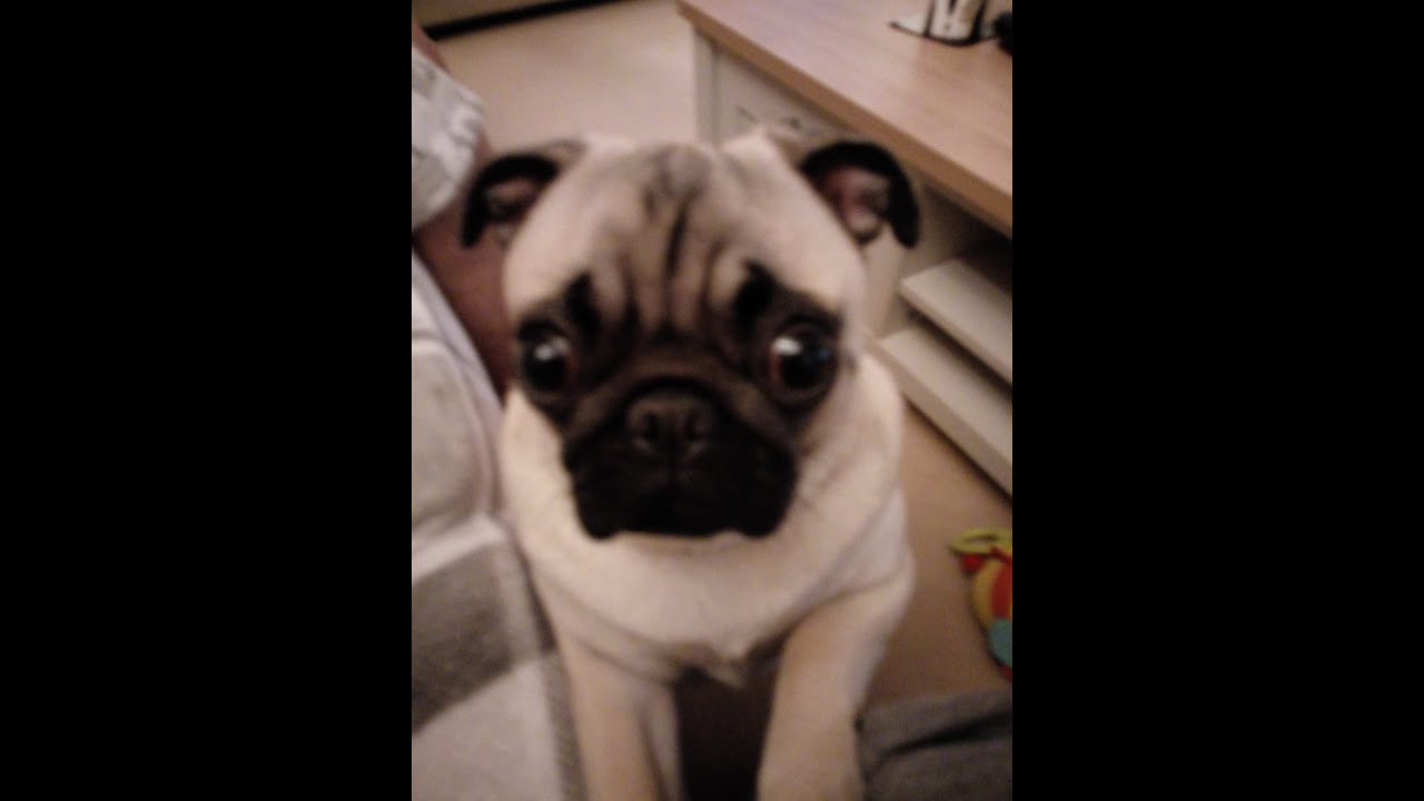 Elvis is ALIVE and Comfortably numb Check description box below for details