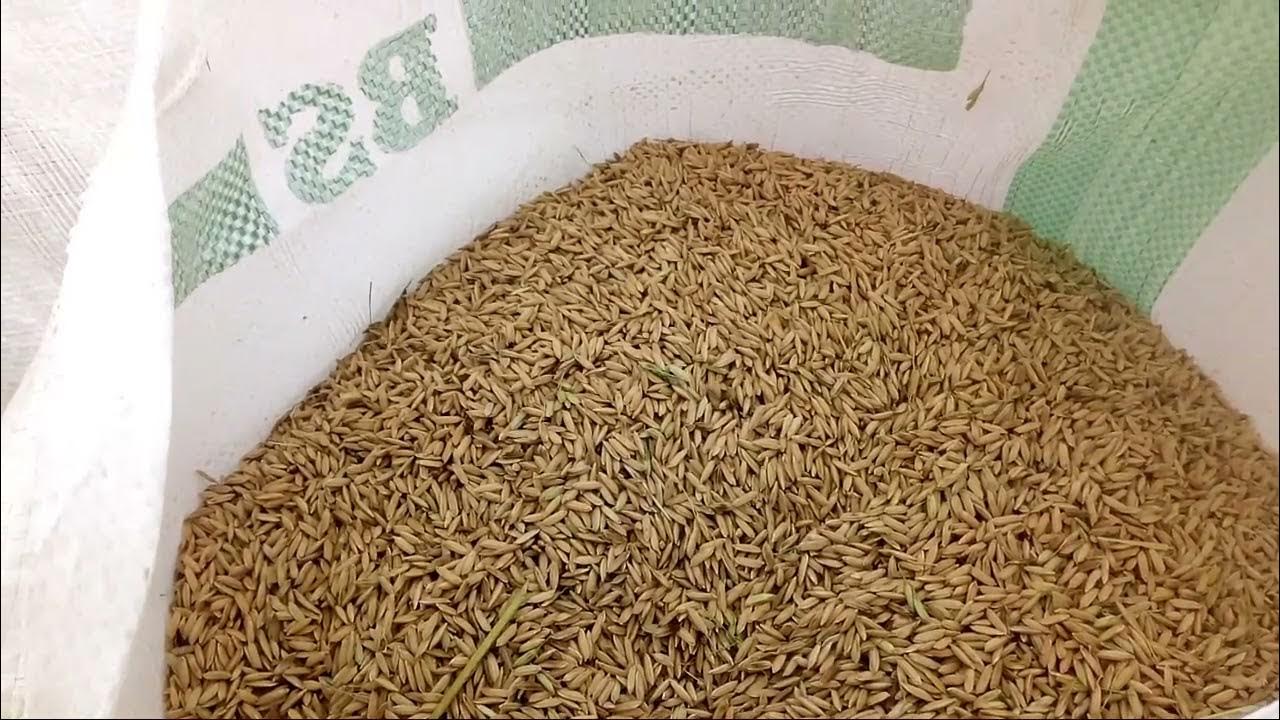 Rice grains Filipino farmers in Mindanao Free Stock Videos YouTube