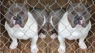 American Bully Kennel update