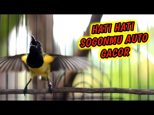 PANCINGAN SOGON GACOR MEMANGGIL LAWAN‼️EFEKTIF UNTUK SEMUA SOGON CEPAT GACORDOR class=