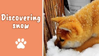 Puppy is discovering snow for the first time | Shiba Inu puppy | 柴犬