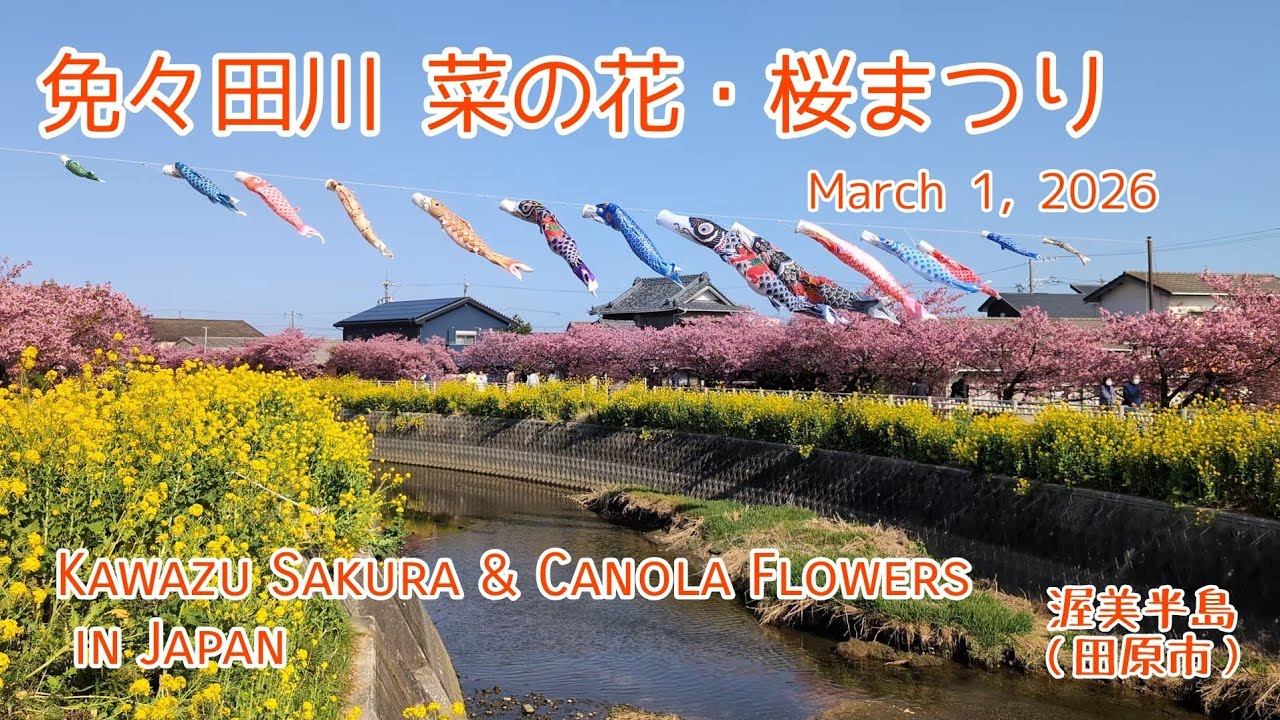 春の訪れ ​免々田川の河津桜と菜の花が満開！春の絶景 2026（田原市