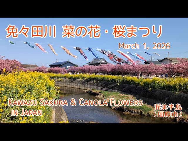 春の訪れ ​免々田川の河津桜と菜の花が満開！春の絶景 2026（田原市