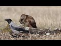 Common buzzard and hooded crow