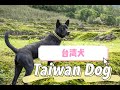 狗狗特輯 EP 13 台灣犬 Taiwan Dog 【2015年 FCI 正式認證】|【最古老犬種之一】|容易飼養且善良的狗狗