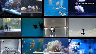 The Top 12 Types of Clownfish
