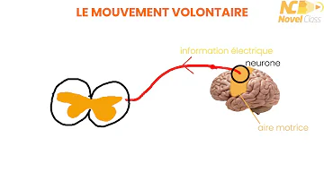 Qu'est-ce qu'un mouvement volontaire automatique ?