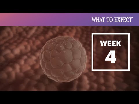 4 Weeks Pregnant What To Expect Youtube