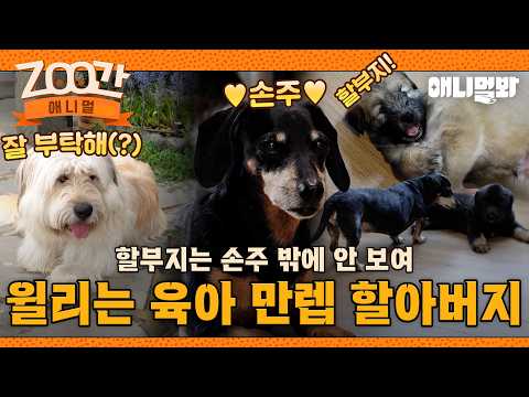 [ZOO Animal] Leave the Parenting to Willy😝 Willy the Dachshund Grandpa Babysitting His Sapsali Gr...
