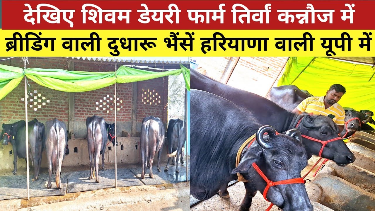 देखिए शिवम डेयरी फार्म कन्नौज में हरियाणा से आई भैंसें उपलब्ध गारन्टी के साथ | shivam dairy farm